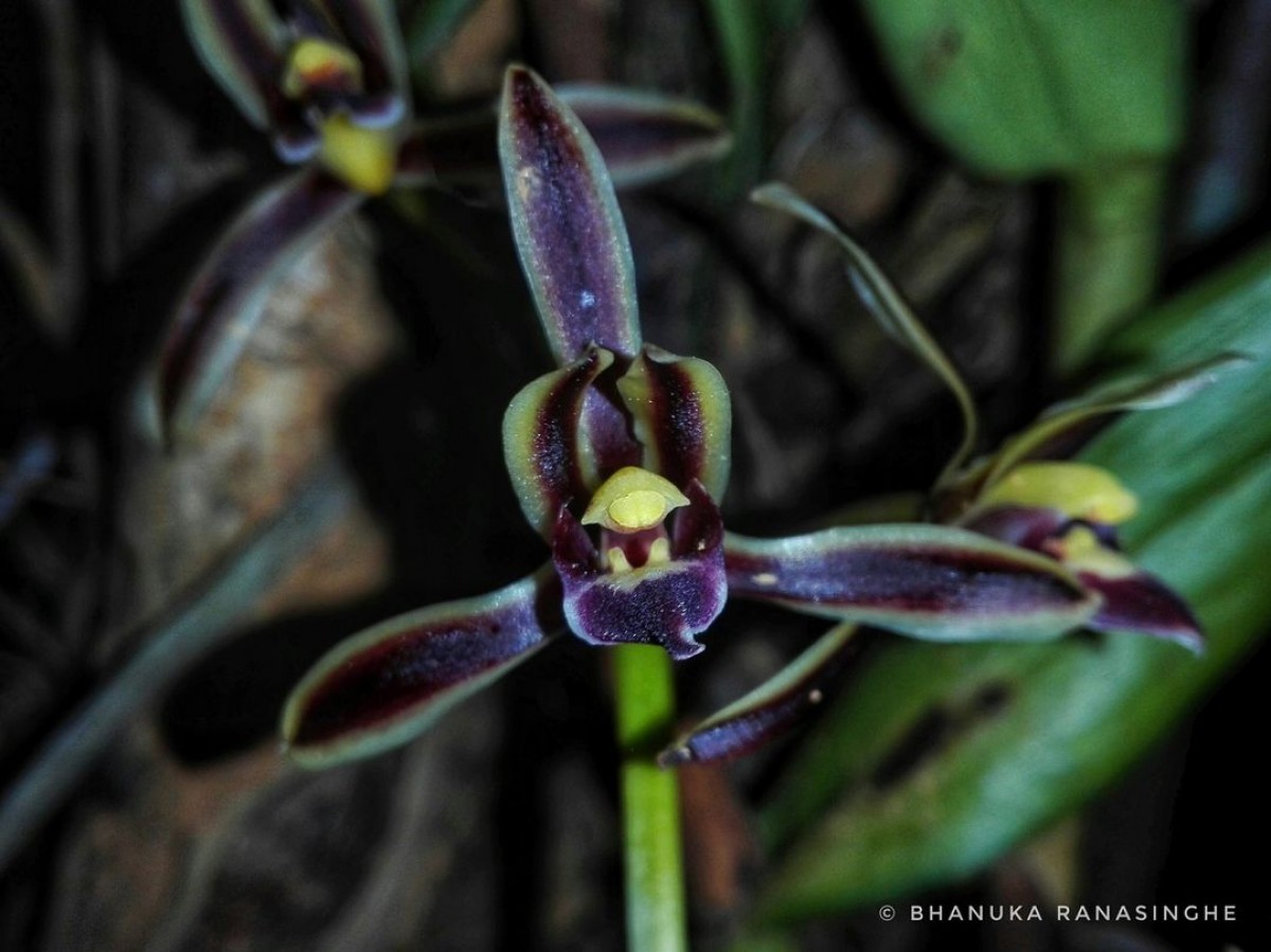 Cymbidium bicolor Lindl.